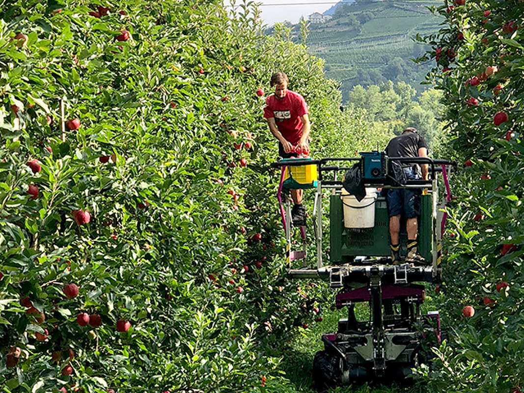 Culinaire Producties - Marlene appels uit Zuid-Tirol